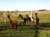 CheckPasture.jpg (58198 bytes)