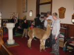 Alpaca at the St Francis of Assissi Sunday
